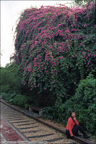 2013年12月。厦门铁路公园。靠近虎园路口段。 该段铁路两侧种满了艳丽的三角梅，有些花从高空坠下。（E3028）