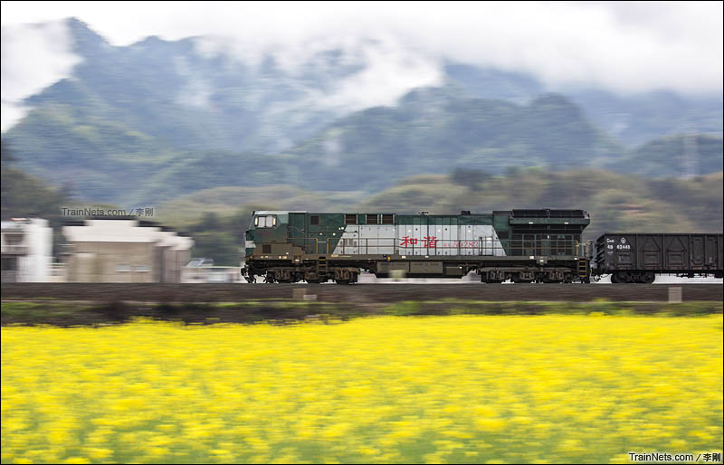 2016年4月3日。刚哥来到安徽省绩溪县散心，第一次见到油菜花海。（图/李刚）