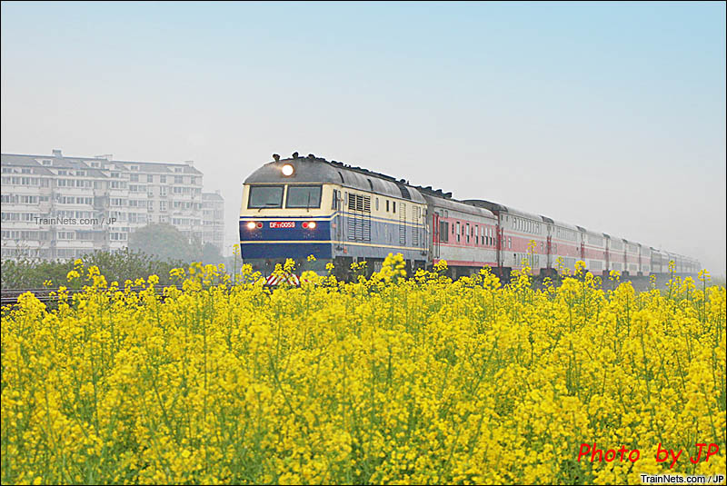 2016年。芜湖，青弋江南。DF11牵引客车飞驰在花田中。（图/JP）