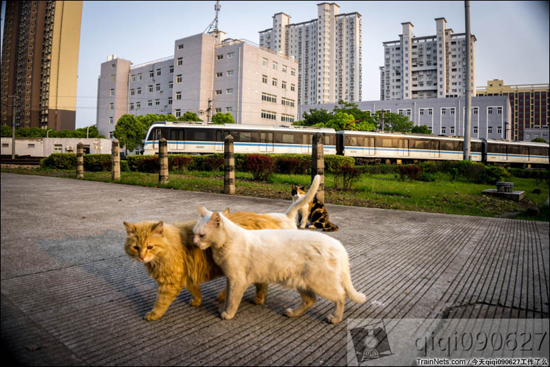 2016年4月28日。黄昏的上海地铁8号线殷行车辆段，正在回库的列车遇到悠闲散步的猫会擦出怎样的火花。（图/今天qiqi090627工作了么）